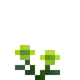 File:Green Chrysanthemum.png